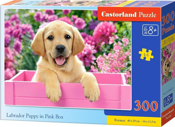 Castorland Puzzle Labrador w Pudełku 300 elementów (030071)