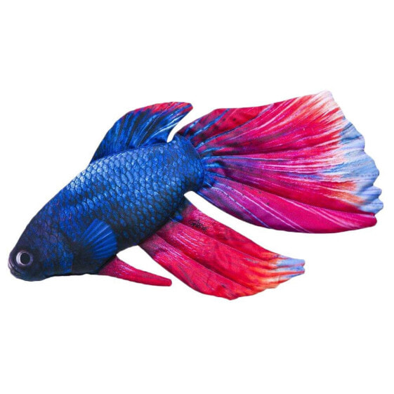 GABY The Siamese Fighting Fish