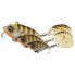 SAVAGE GEAR Fat Tail Spin Popper Lipless Crankbait 9g 55 mm