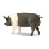 SAFARI LTD Hampshire Pig Figure