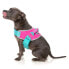 FUZZYARD Bubblegum Harness