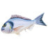 GABY The Gilthead Sea Bream Medium