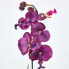 Künstliche Orchideen im 2er-Set 40 cm