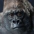 SAFARI LTD Silverback Gorilla Figure