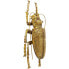 Wandschmuck Longicorn Beetle