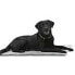 KRUUSE Vet Bed Anti-Slip Dog Bed