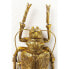 Wandschmuck Longicorn Beetle