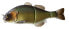 Jackall GANTAREL Hard Swim Baits (JGANT-CRP) Fishing