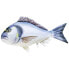 GABY The Gilthead Sea Bream Medium