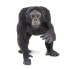 SAFARI LTD Chimpanzee Figure