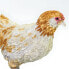 SAFARI LTD Ameraucana Chicken Figure