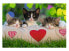 Puzzle Katzen 2x24 Teile